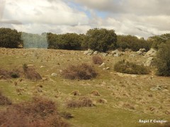 Quercus rotundifolia