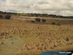 Quercus rotundifolia