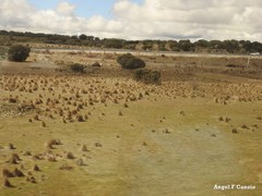 Quercus rotundifolia
