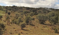 Quercus rotundifolia