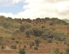 Quercus rotundifolia