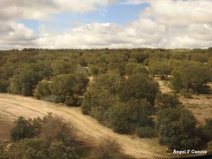 Quercus rotundifolia