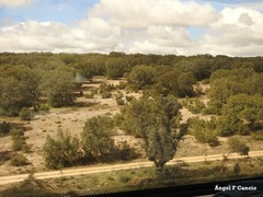 Quercus rotundifolia