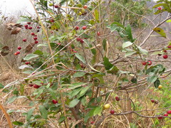 Diospyros inconstans