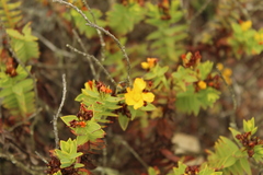Hypericum mexicanum