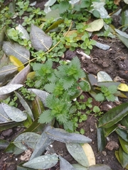 Urtica urens