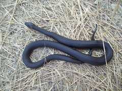 Natrix natrix scutata