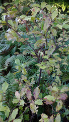 Alseuosmia banksii banksii