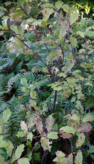 Alseuosmia banksii banksii