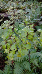 Alseuosmia banksii banksii