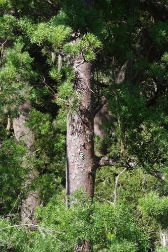 Outeniqua Yellowwood