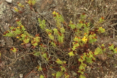 Hypericum mexicanum