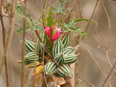Vasconcellea parviflora