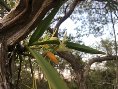 Angraecum potamophilum image