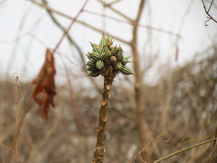 Vasconcellea parviflora