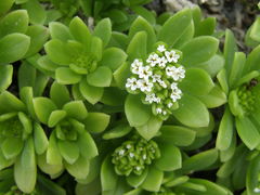 Heliotropium anomalum