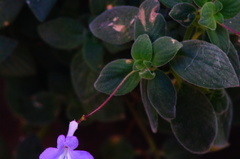 Streptocarpus saxorum