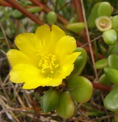 Portulaca lutea