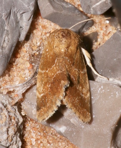 Camphorweed Flower Moth photo 3