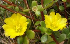 Portulaca lutea