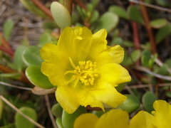 Portulaca lutea