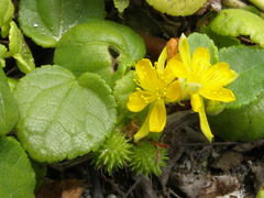 Triumfetta procumbens