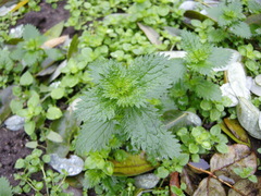 Urtica urens