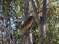Chlamydera guttata