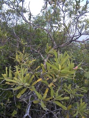 Phyllarthron arenicola