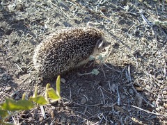 Hemiechinus auritus