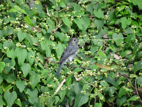 White-eyed Slaty Flycatcher (Melaenornis fischeri), photo 4