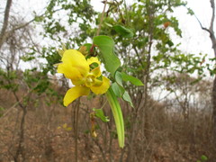 Prestonia mollis