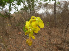 Prestonia mollis