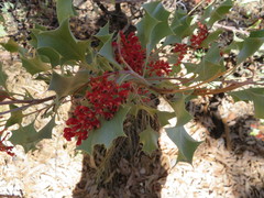 Grevillea wickhamii