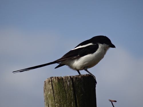 Northern Fiscal