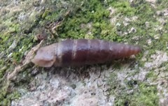 Clausilia