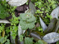 Lamium amplexicaule