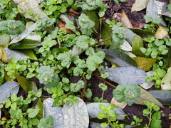 Lamium amplexicaule