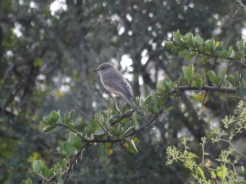 Gobemouche pâle (Agricola pallidus)