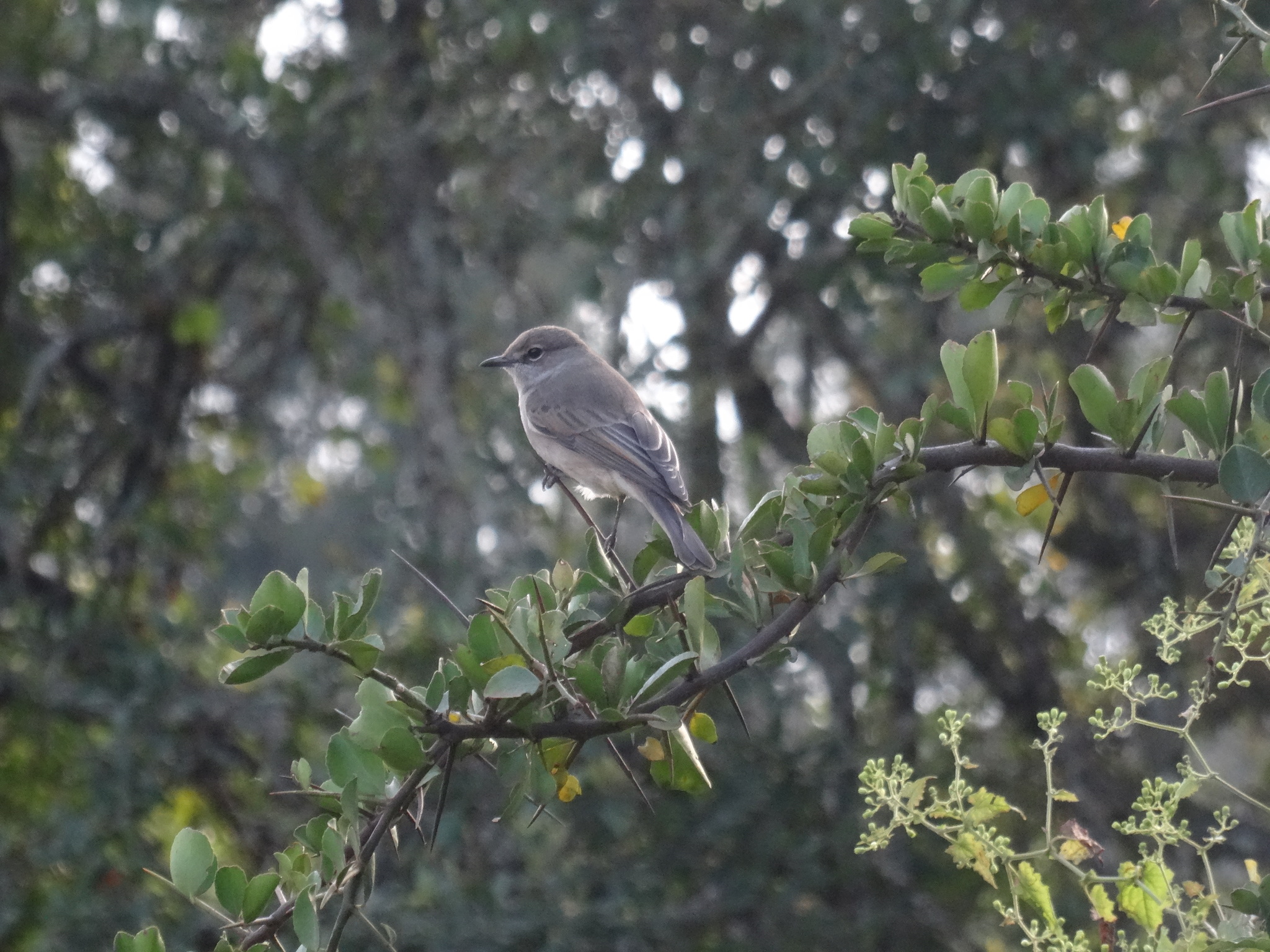 Pale Flycatcher illustration