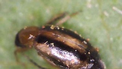 Coleoptera