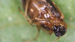Coleoptera
