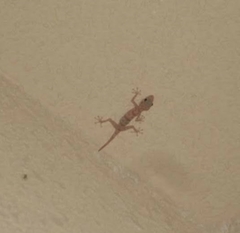 Ptyodactylus