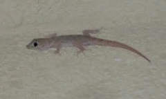 Ptyodactylus