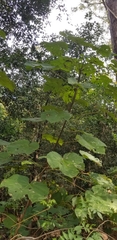 Vernicia fordii