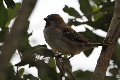 Passer rufocinctus