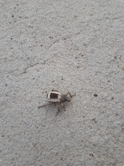 Brachycerus tauriculus