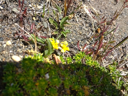 Image of Viola maculata by no rights reserved