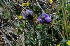 Astragalus palenae