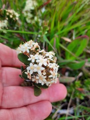 Gymnosporia elliptica